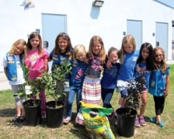 Daisies ‘Take Action’ in garden