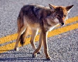 Leisure World looks at addressing coyote incursions