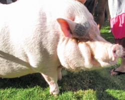 Pig owners apply for permit to keep him