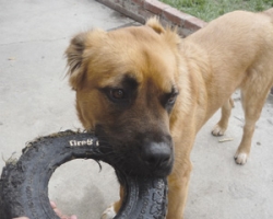 Wanted: a home for Bandit