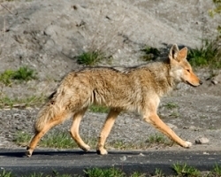 tn_coyote (2)