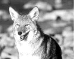 tn_coyote.usda.generic