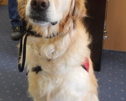 Therapy pooch bears the gift of companionship for some