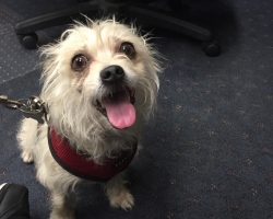 Pet of the Week: Maple