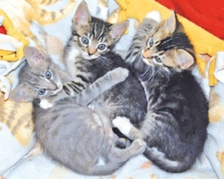 Kittens are looking for temporary lodging