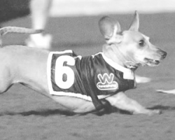 Penny Lane won’t chase a three-peat victory