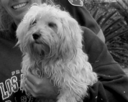 Sheriff’s deputies and Rossmoor resident recover four-legged fugitive