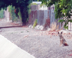Coyote kills dog in Rossmoor