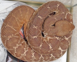 tn_seal_beach_rattlesnake.for_web