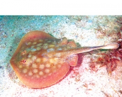 Stingrays plague bathers and waders at Seal Beach