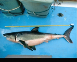 tn_white_shark3_fullsize