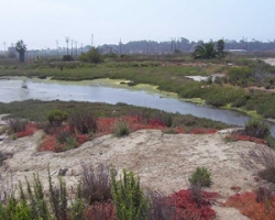 First wetlands restoration workshop set for Seal Beach