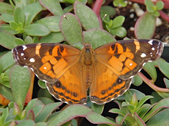 Butterflies swarm Seal Beach, other coastal areas