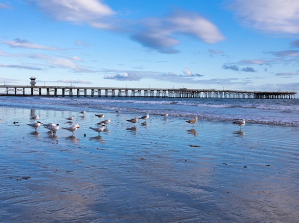 City officials comment on pier survey