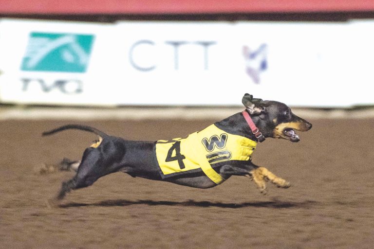 Wiener Nationals returns to Los Al Race Course Saturday, July 20