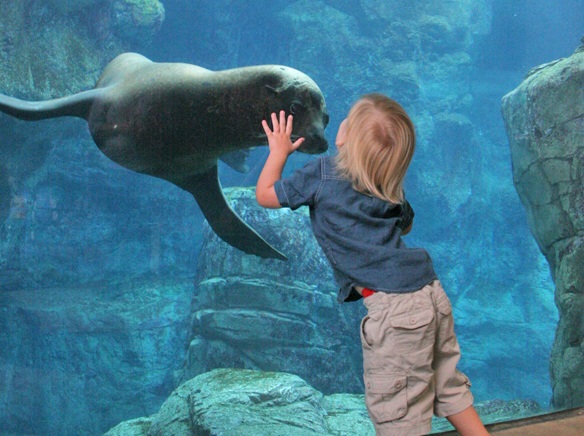 Aquarium of the Pacific brings the exciting ocean to life in Long Beach