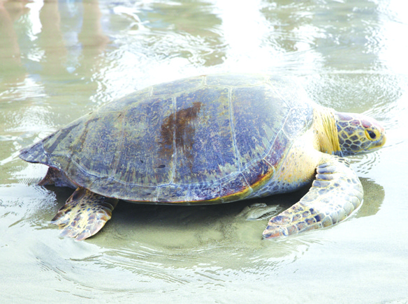 seaturtle2w