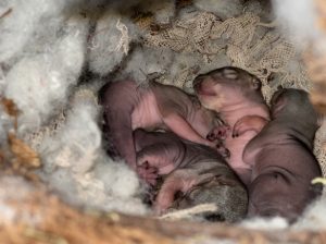 baby squirrels