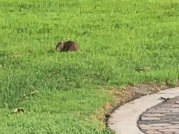 City to abate rats near pier