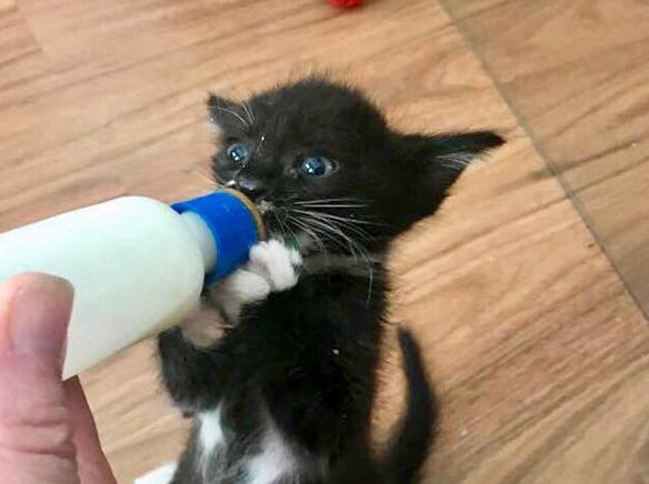 bottle fed kittenW