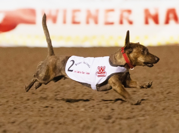 2023 Wienerschnitzel Wiener Nationals - Beenie Vonweenie on the way to winning the Fastest Wiener In the WestW