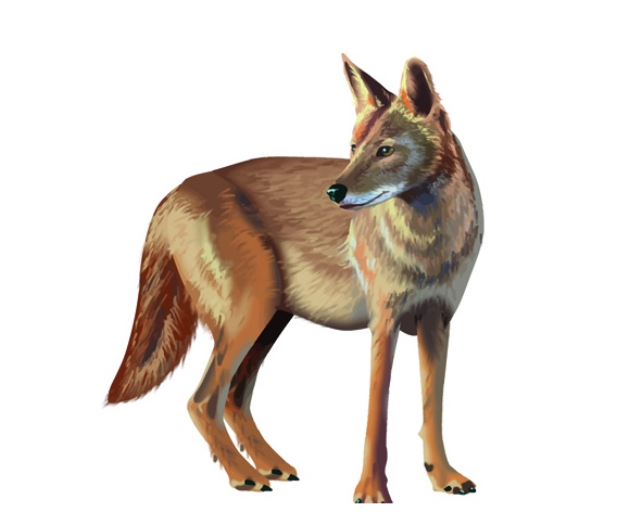 Coyote2FileArt