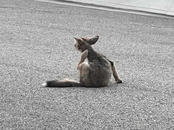Coyote activity called normal