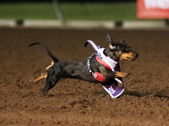 Wienerchnitzel Wiener Nationals 2026 - Vest Flies, Bonnie WinsW